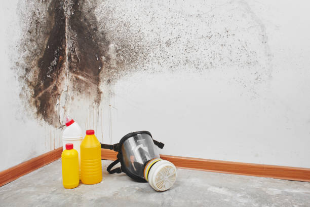 Best Mold Removal and Inspection  in Charlevoix, MI