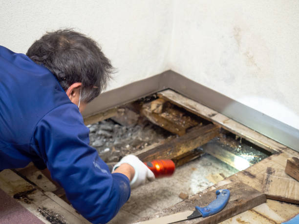 Best Attic Mold Removal  in Charlevoix, MI