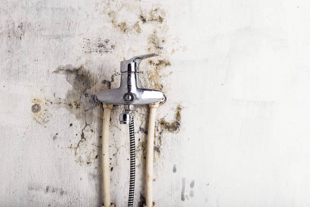 Best Emergency Mold Removal  in Charlevoix, MI