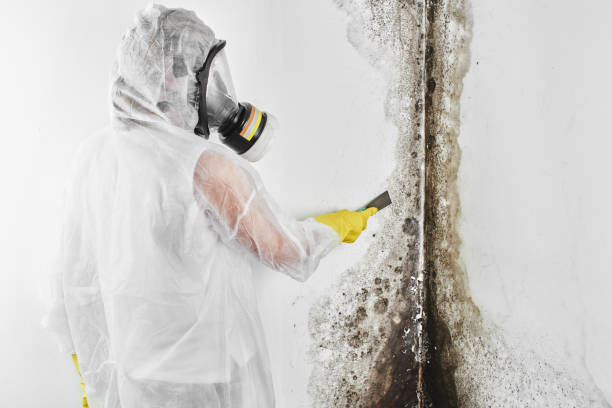 Best Commercial Mold Removal  in Charlevoix, MI