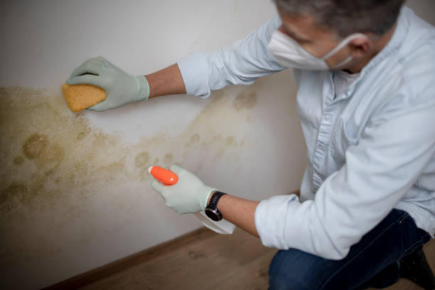 Best Professional Mold Removal  in Charlevoix, MI