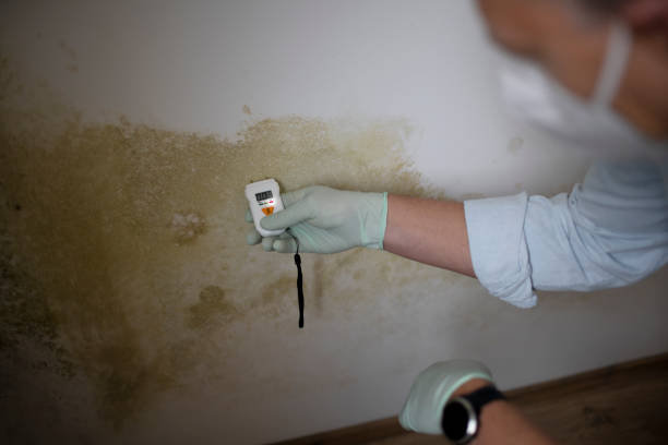 Best Emergency Mold Removal  in Charlevoix, MI