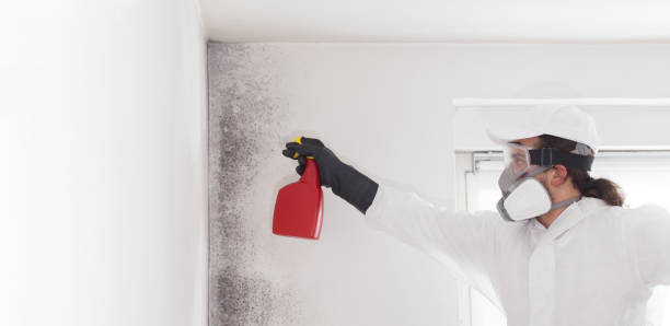 Best Mold Removal Company Near Me  in Charlevoix, MI