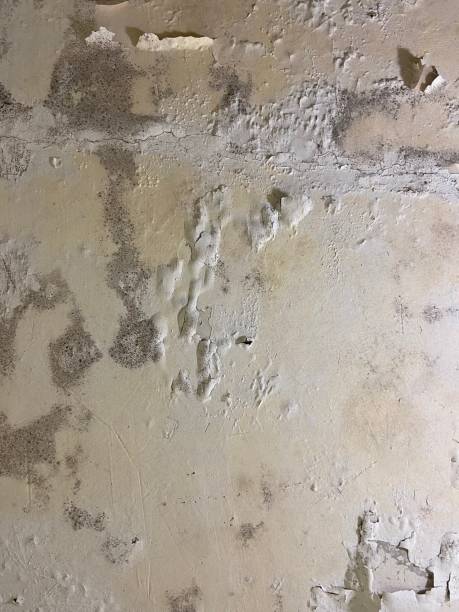Best Mold Removal Company Near Me  in Charlevoix, MI