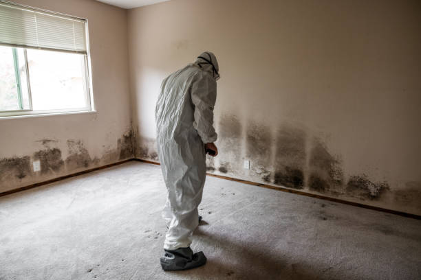 Mold Removal and Inspection in Charlevoix, MI