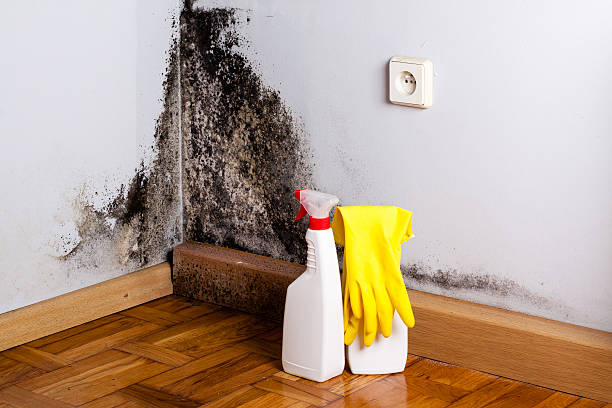 Best Mold Cleaning Services  in Charlevoix, MI