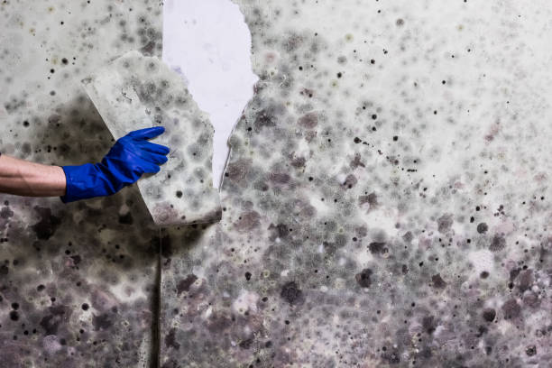 Best Same-Day Mold Removal  in Charlevoix, MI