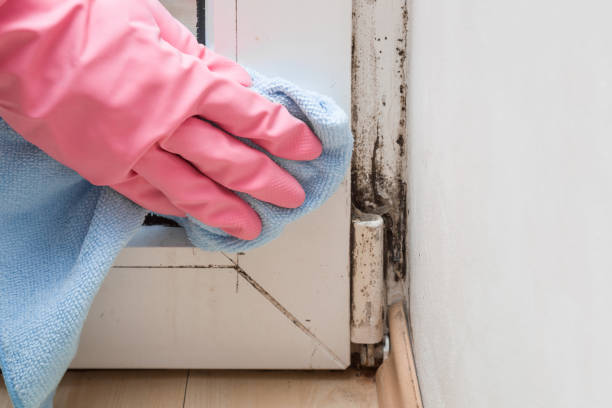 Attic Mold Removal in Charlevoix, MI