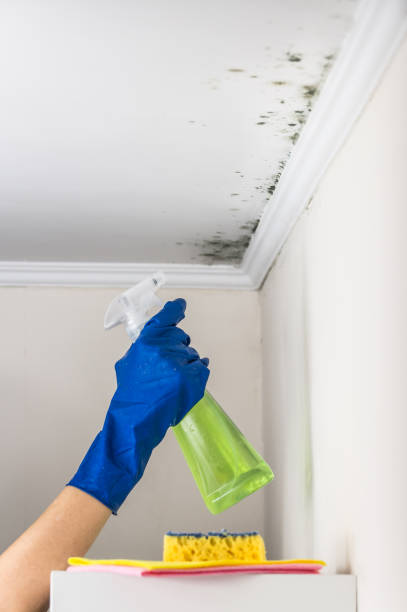 Best Mold Removal Near Me  in Charlevoix, MI
