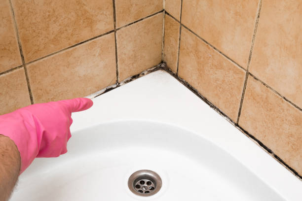 Best Certified Mold Removal  in Charlevoix, MI