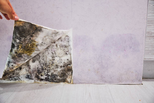 Best Mold Removal Near Me  in Charlevoix, MI